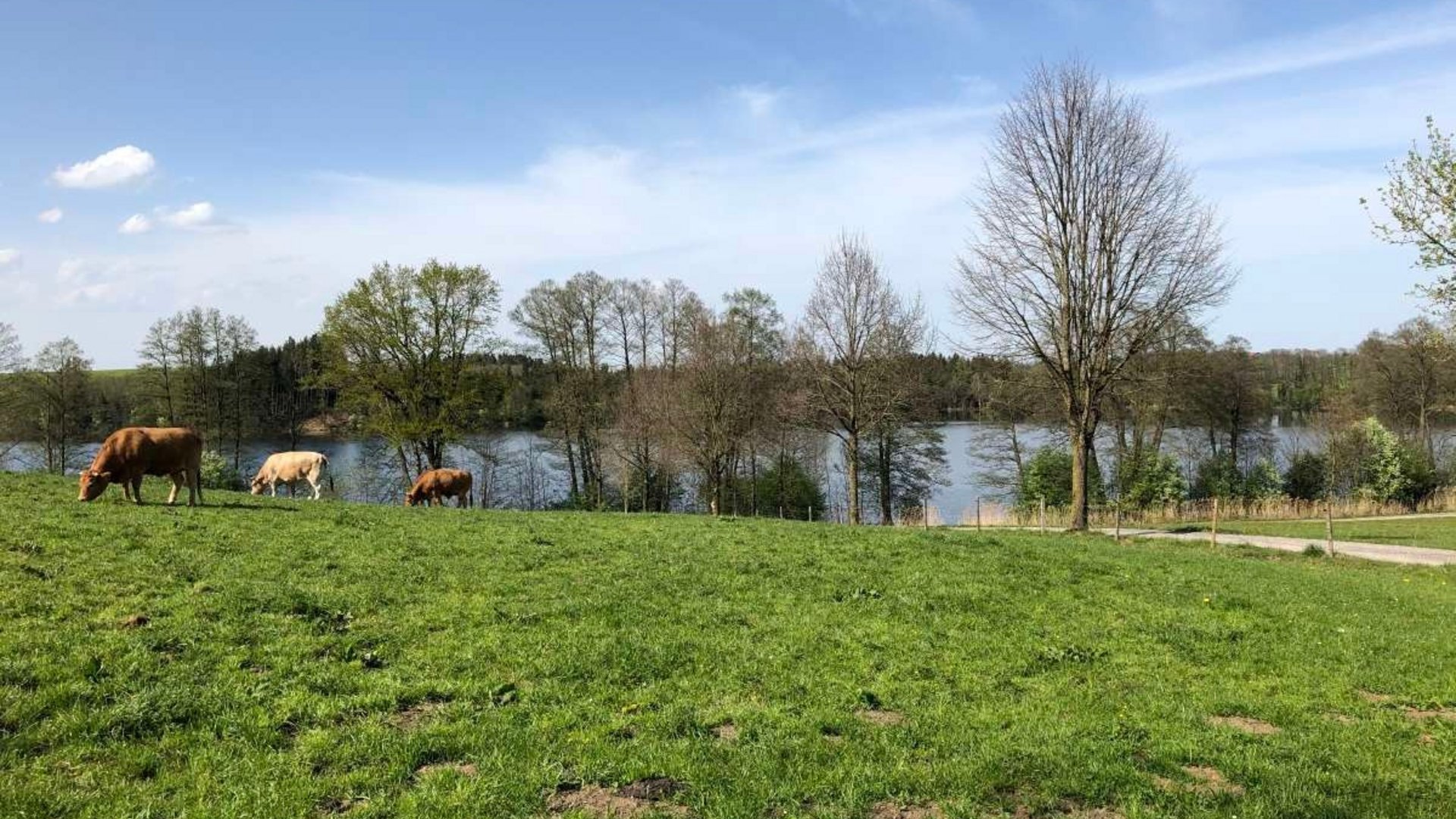 Cows grazing on green meadow near pond with blue sky