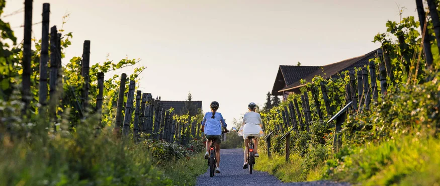 Zwei Personen radeln auf einem Weg durch einen grünen Weinberg bei Sonnenuntergang