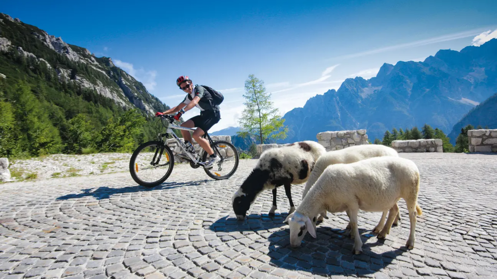 Man cycling past three grazing sheep on a mountain road