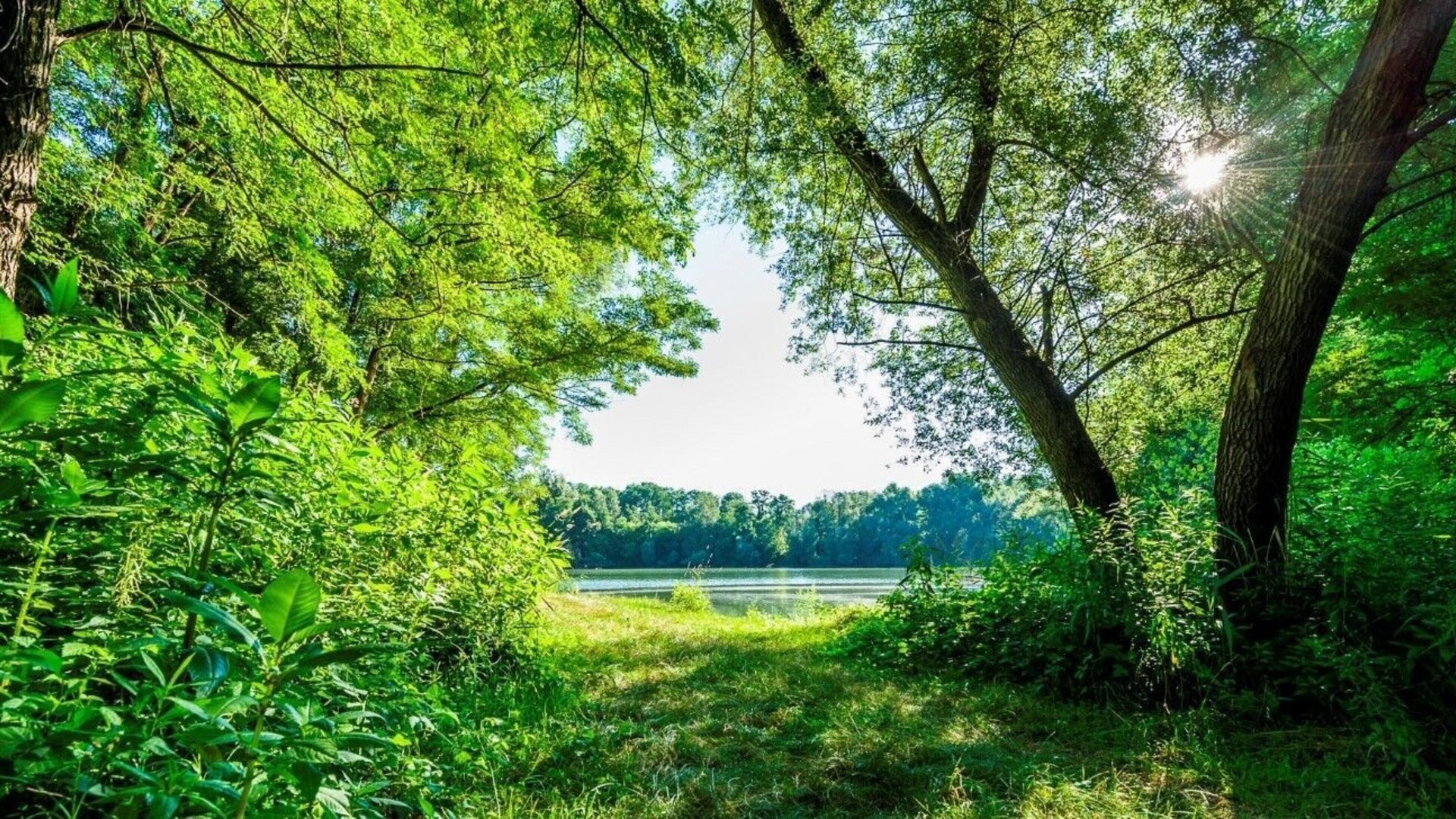 Forest path leading to a calm lake with bright sunlight