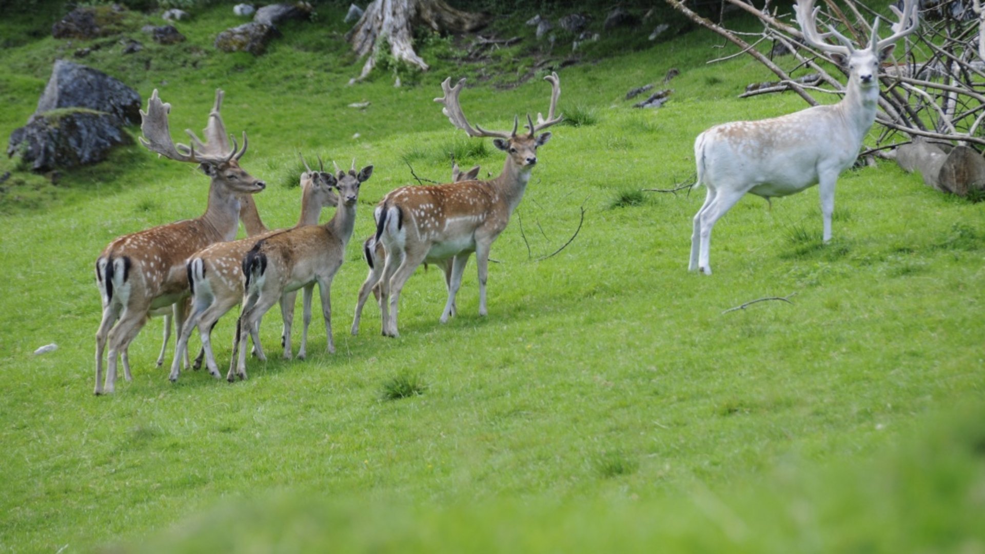 Six deer, five brown and one white, standing on a green grassy hill