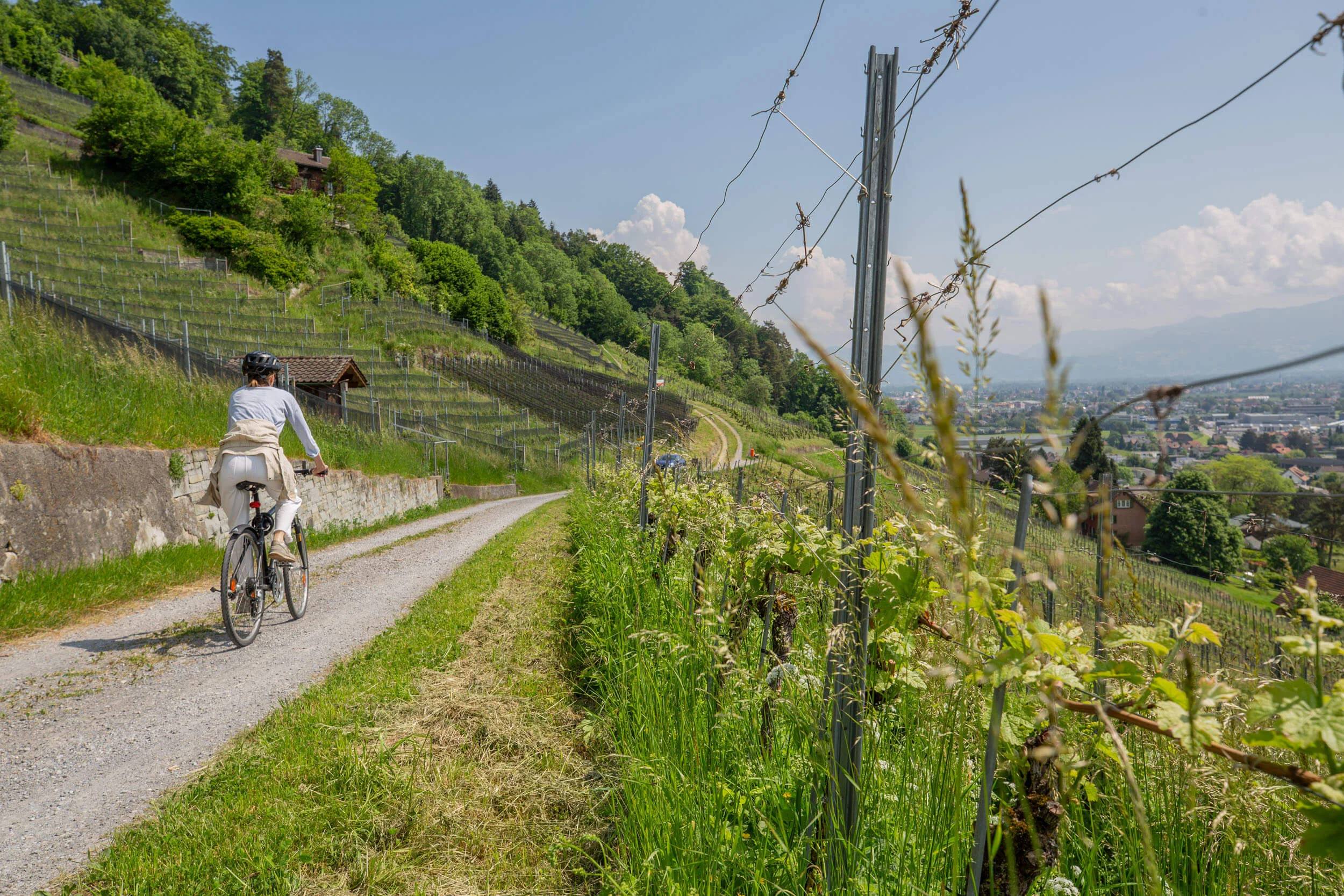 Fahrradfahrerin auf einem Weg durch grüne Weinberge mit Stadtblick im Tal