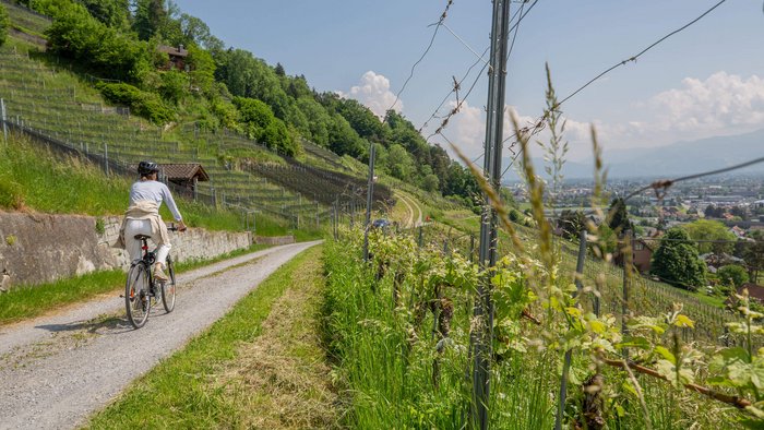 3 Must-Rides in St. Gallen © Thomas Egger Fahrradfahrerin auf einem Weg durch grüne Weinberge mit Stadtblick im Tal