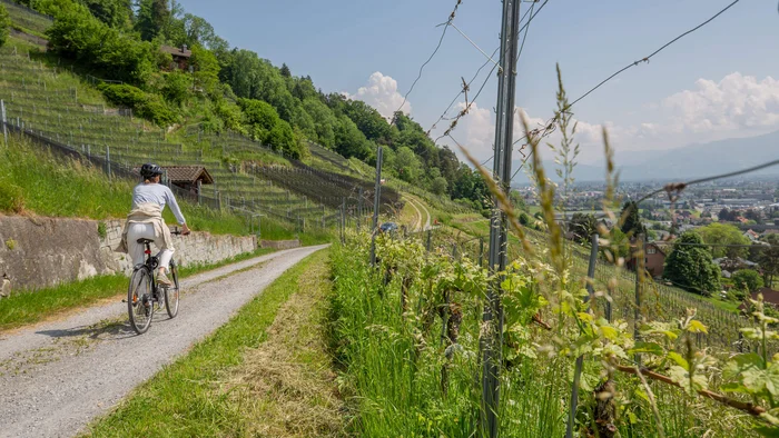 Fahrradfahrerin auf einem Weg durch grüne Weinberge mit Stadtblick im Tal