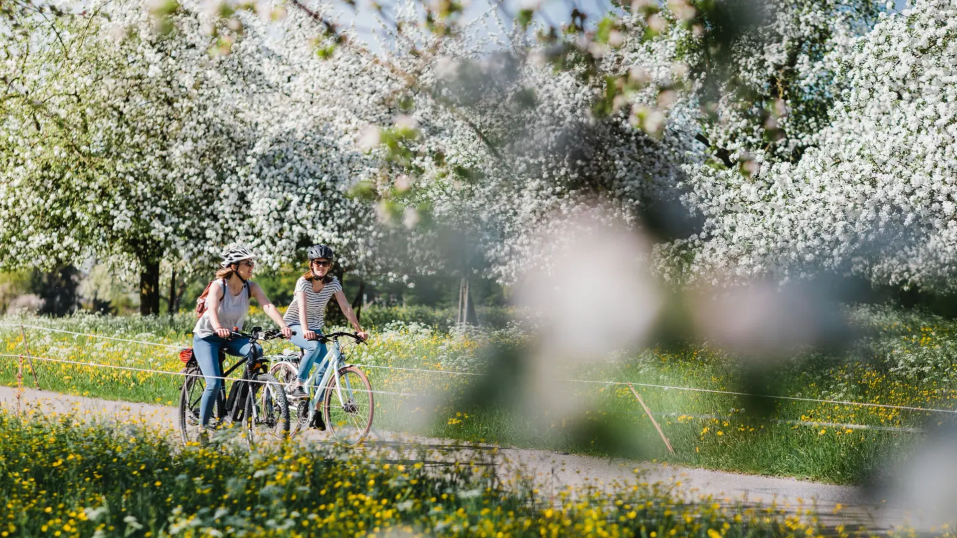Two women cycling on a path surrounded by blooming fruit trees in spring