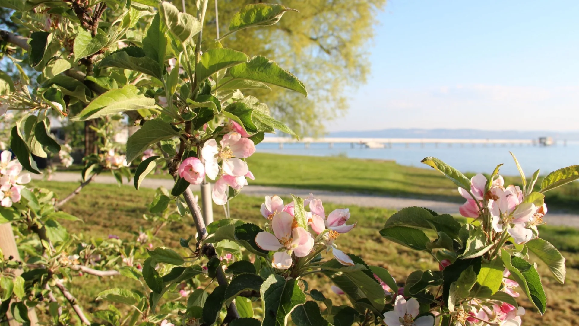 Bloeiende appelboom met meer en steiger op de achtergrond in de zon