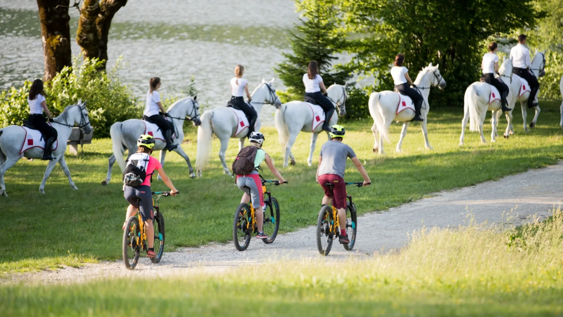 Drie fietsers rijden op een pad naast een groep ruiters op witte paarden