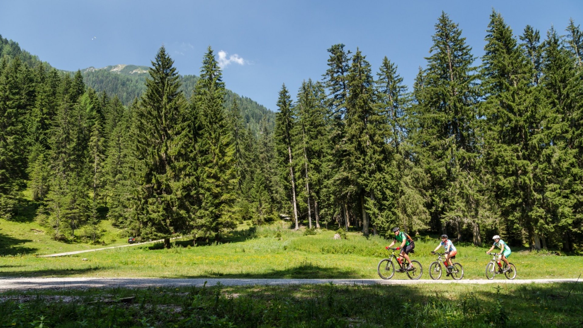 Three cyclists riding on a forest trail on a sunny day