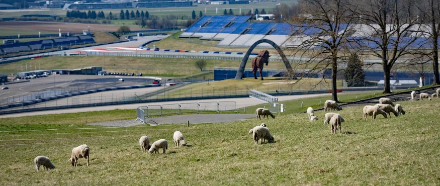 Schapen grazen op heuvel met racebaan en paardsculptuur op de achtergrond