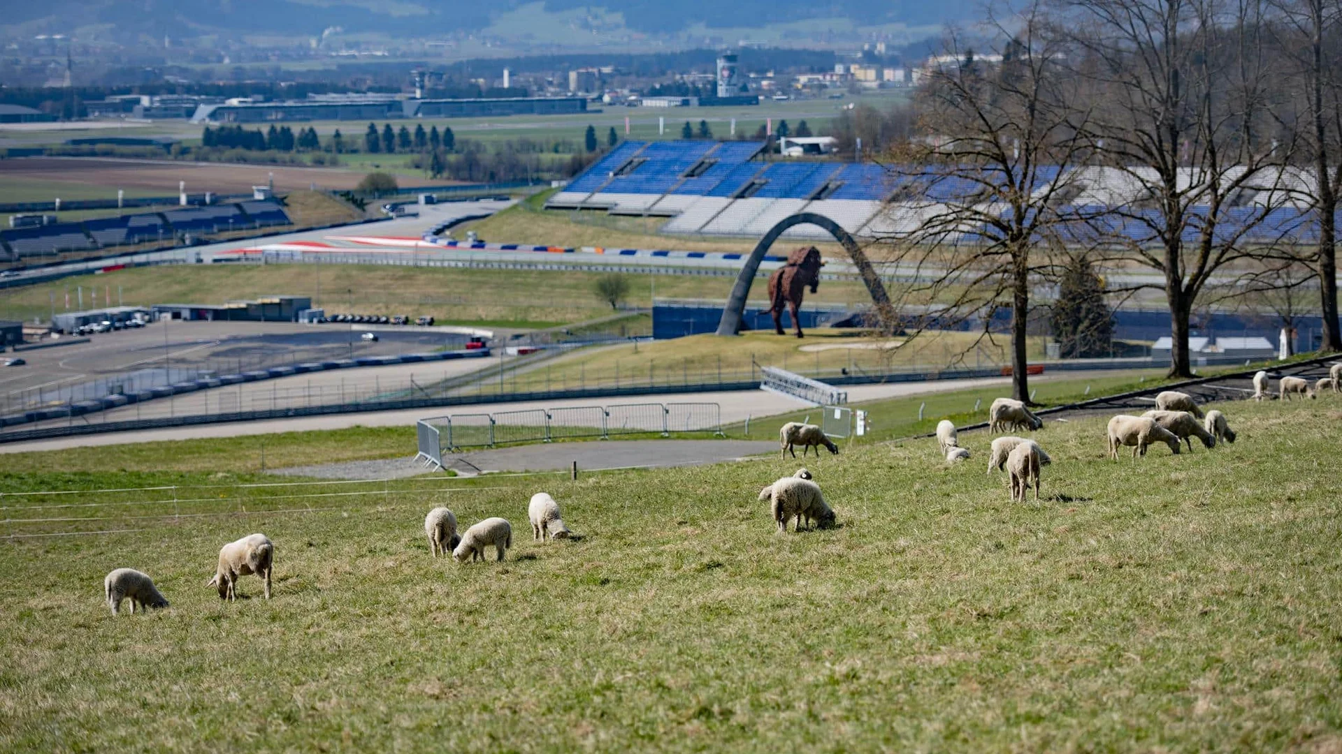 Schapen grazen op heuvel met racebaan en paardsculptuur op de achtergrond