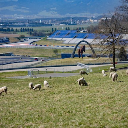 Sheep grazing on hill with racetrack and horse sculpture in the background