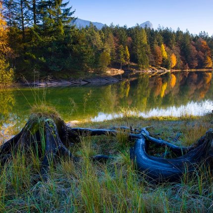 Autumn forest reflecting in calm river with tree stumps in foreground