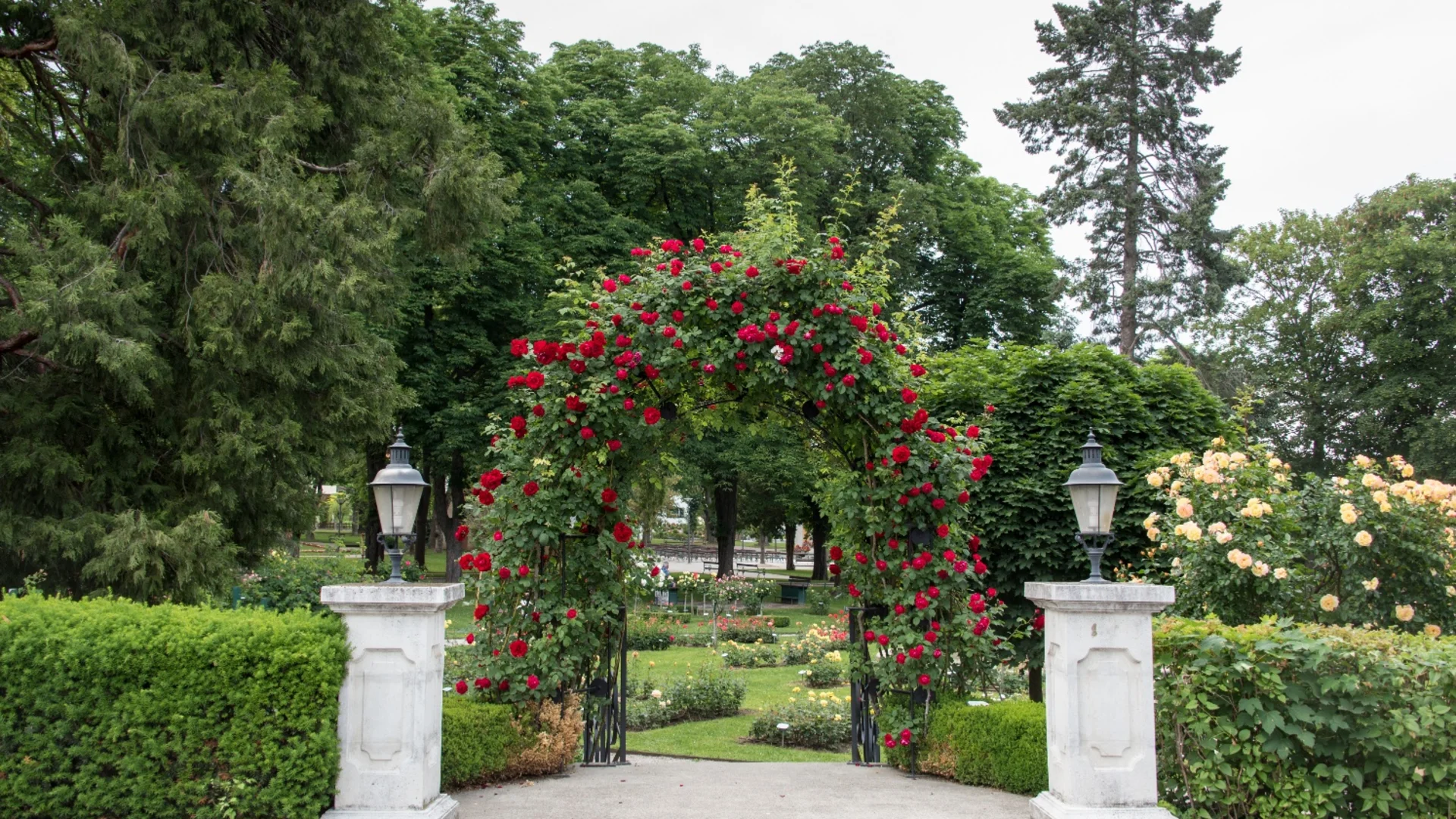 Boog van rode rozen in een verzorgde tuin