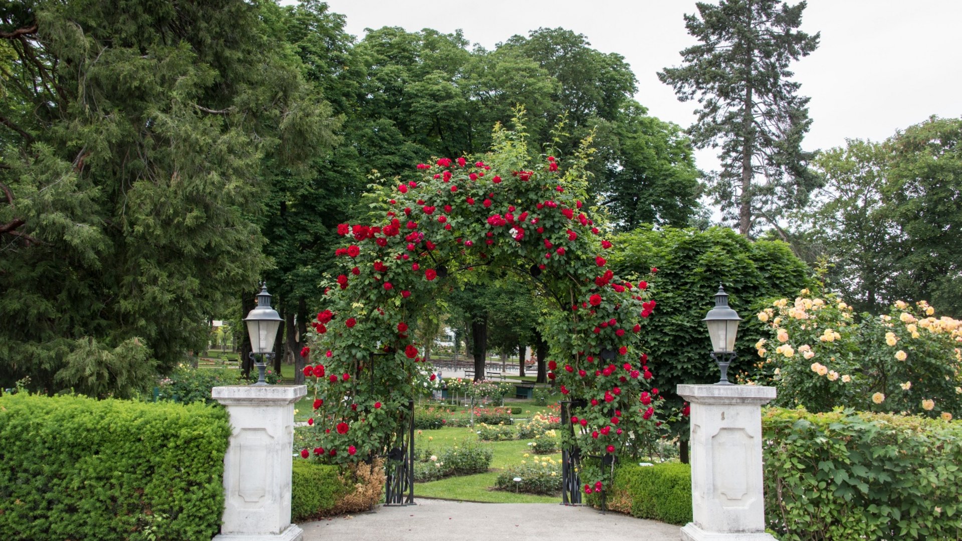 Arched red rose flowers in a manicured garden entrance