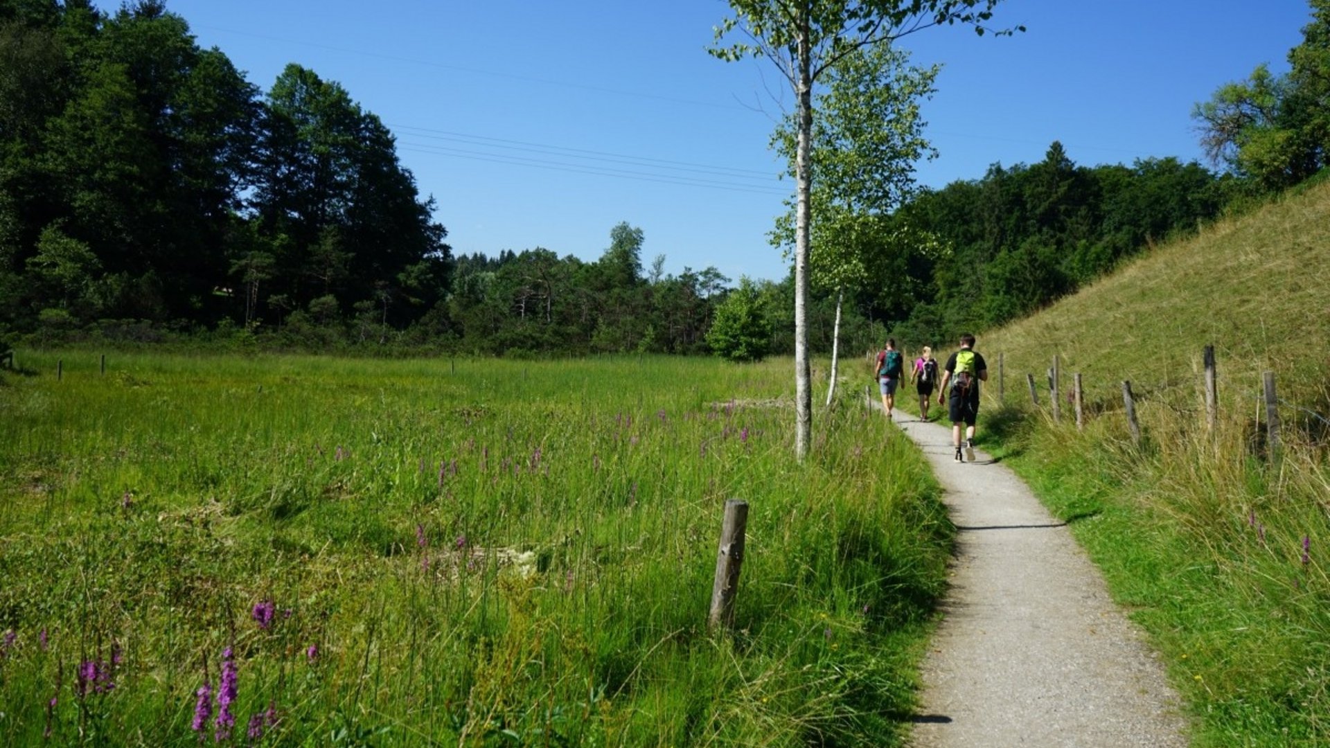 Three hikers walking on a path through green fields on a sunny day