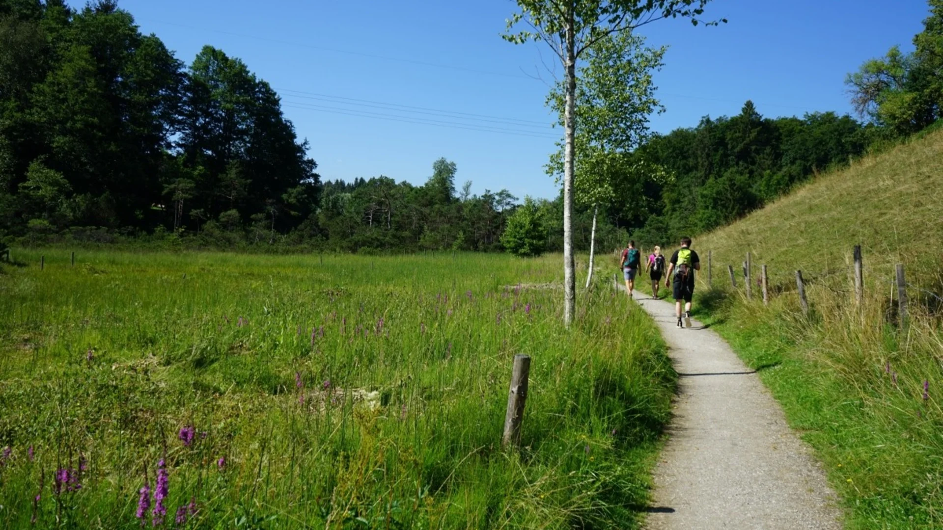 Drei Wanderer auf einem Pfad durch eine grüne Landschaft bei sonnigem Wetter