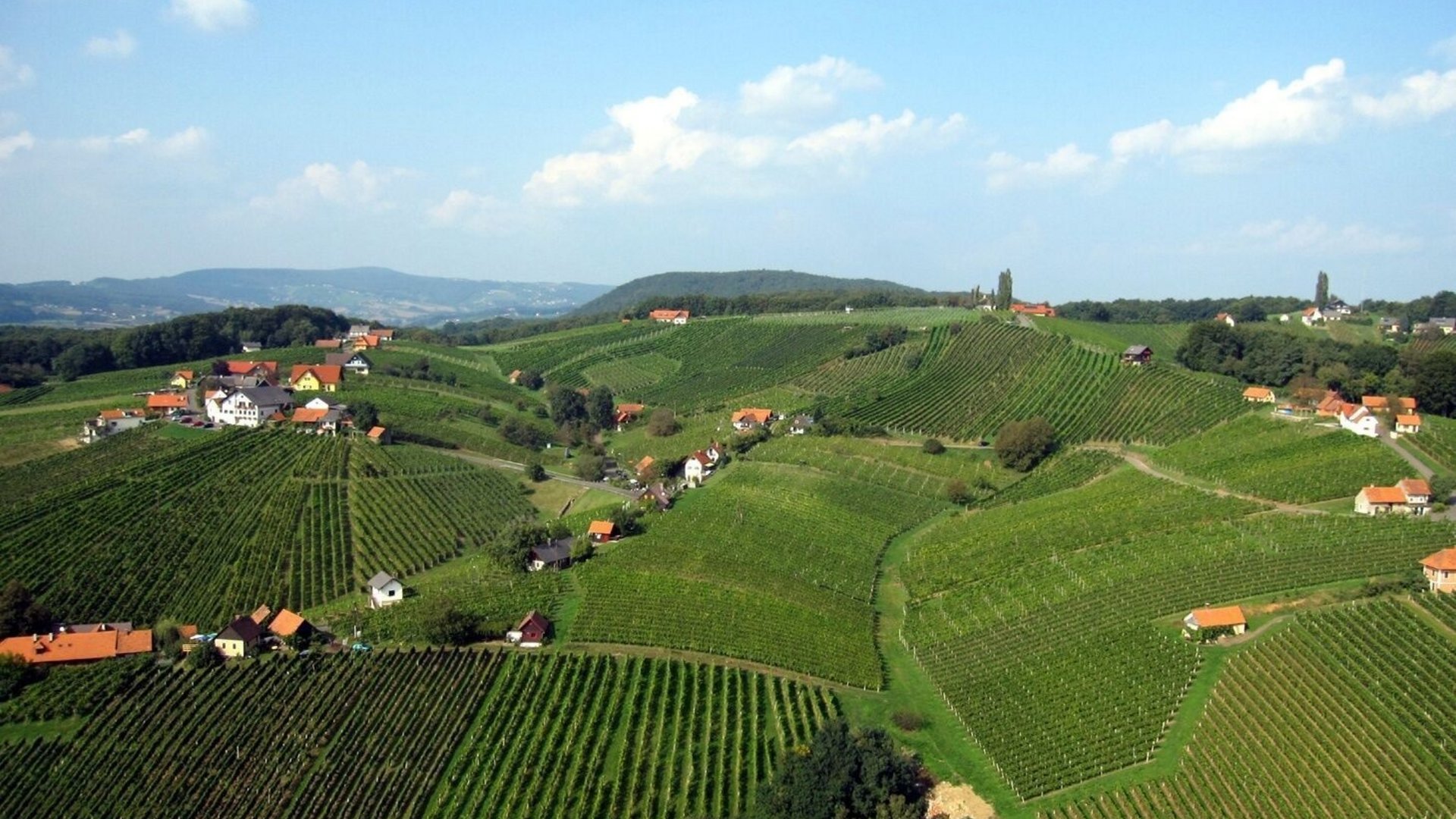 Green vineyards and small houses on rolling hills under a blue sky