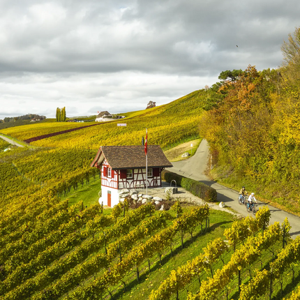 Cyclists on road through autumn vineyard with small house