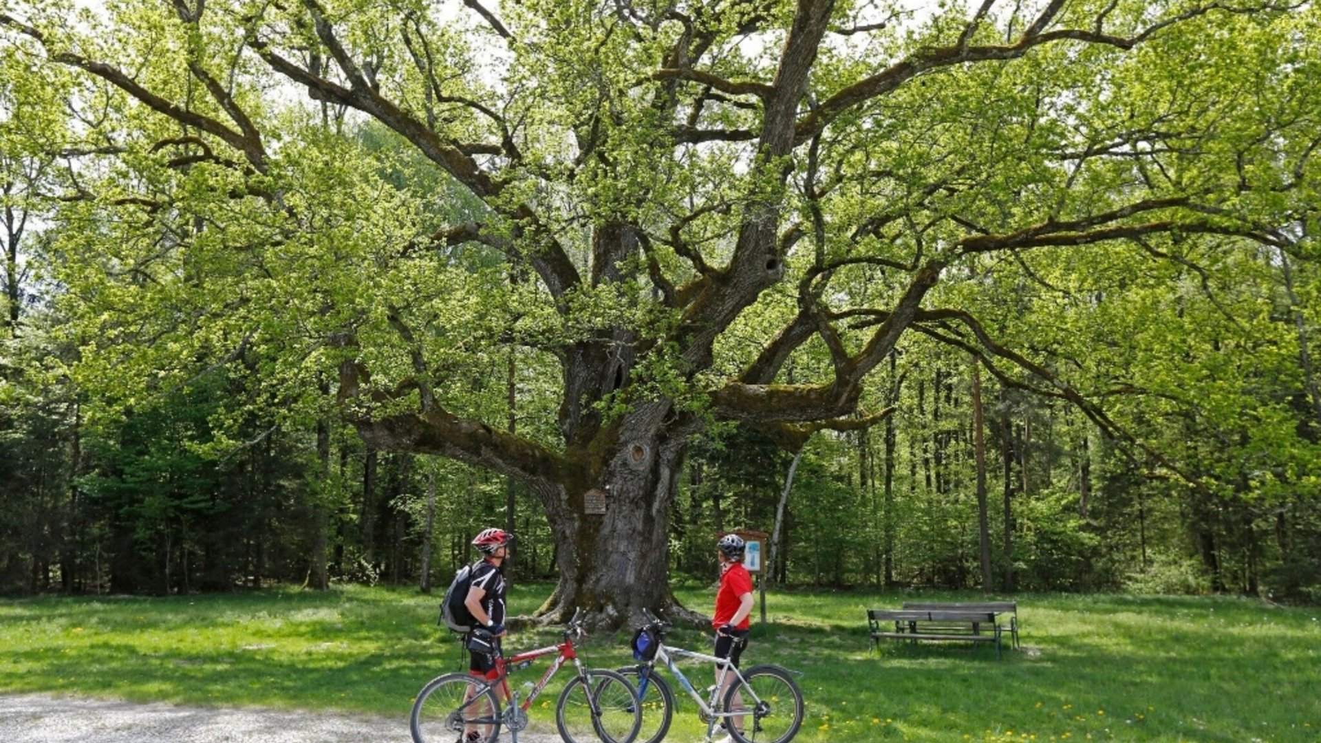 Two cyclists standing by a large tree in a park