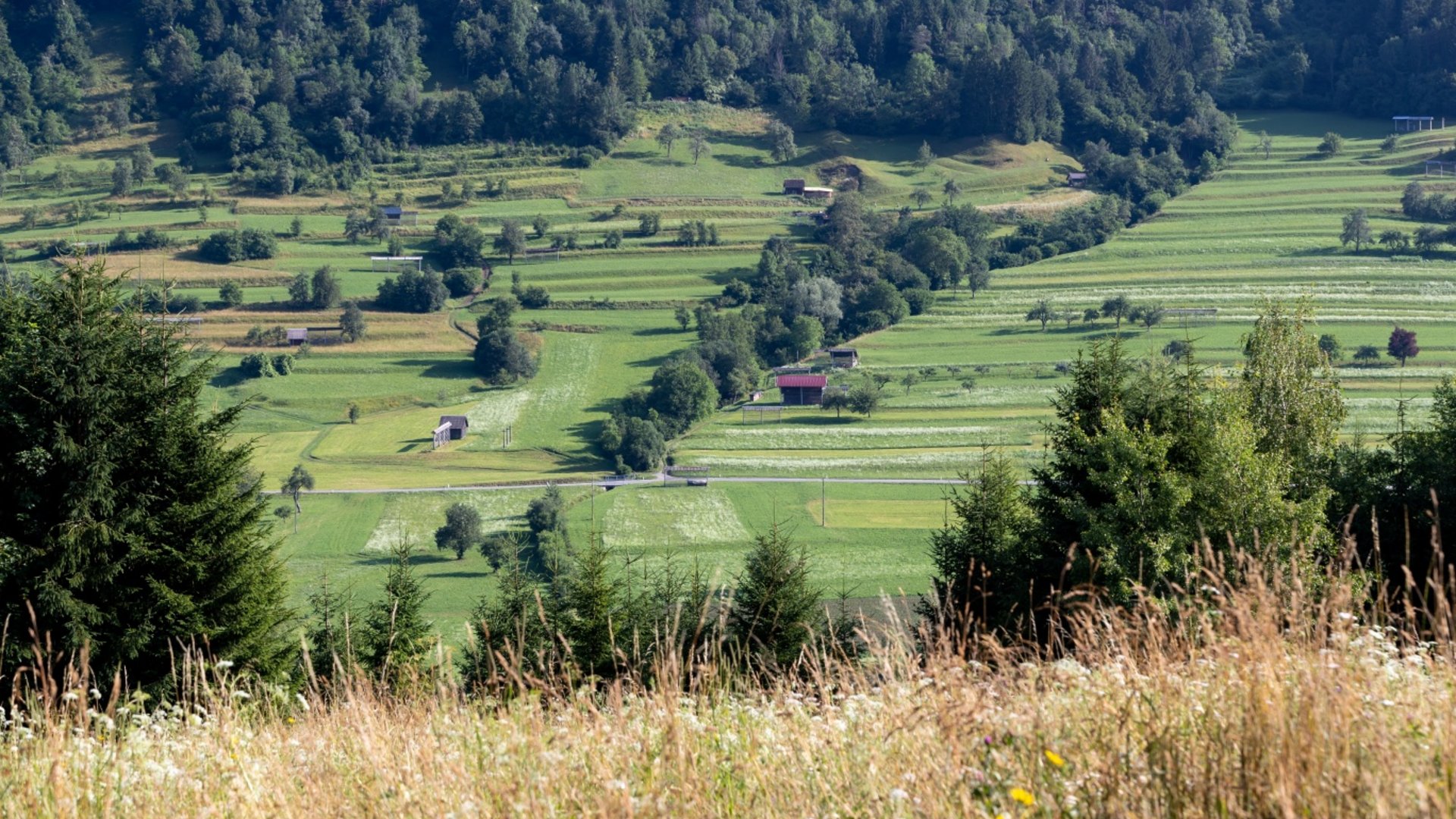 Green landscape with meadows, trees, and forest in the background