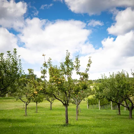 Obstbäume in einem grünen Garten unter blauem Himmel mit Wolken