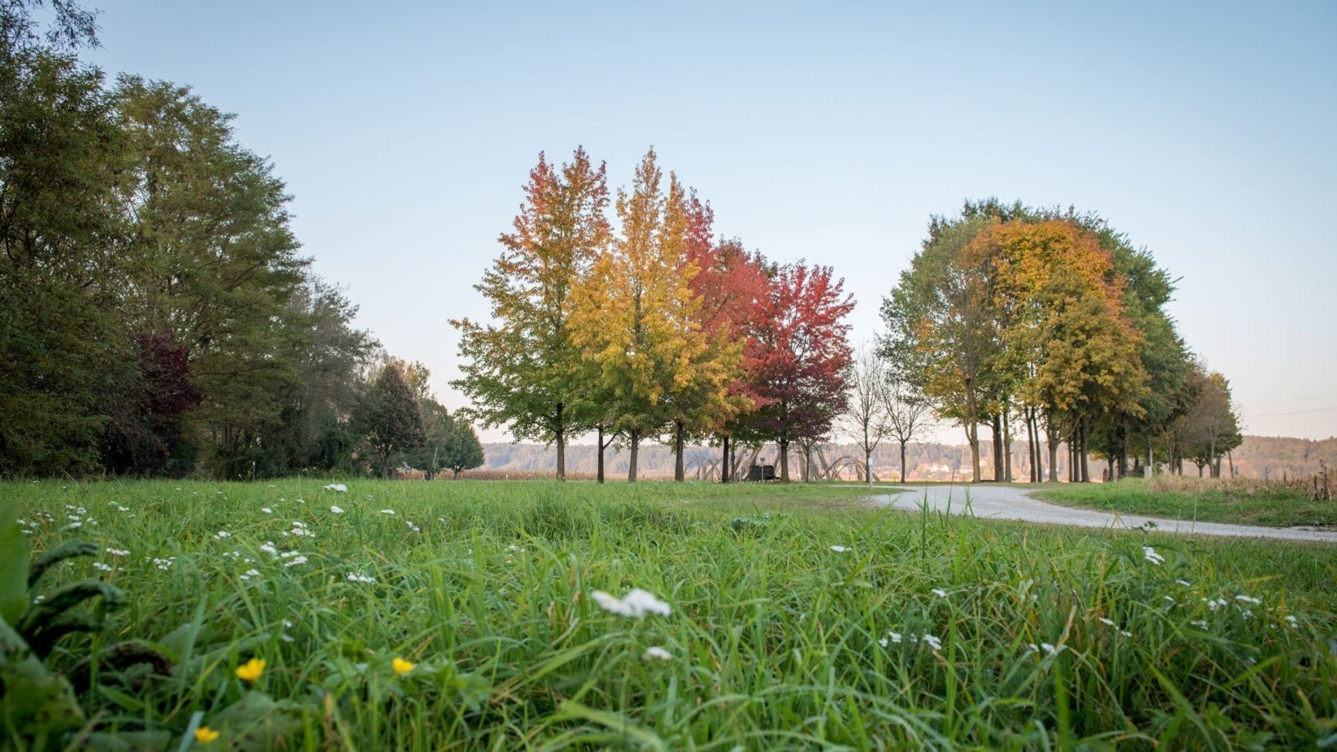 Green meadow with colorful trees and winding path in autumn
