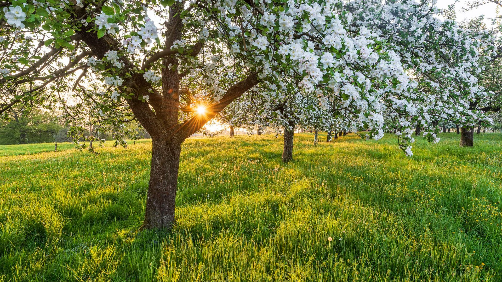 Blooming orchard with sunlight shining through the trees