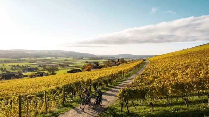 5 Radtouren durch den Thurgau © Switzerland Tourismu - Daniel Loosli Zwei Radfahrer auf einem Weg durch goldene Weinberge bei Sonnenlicht
