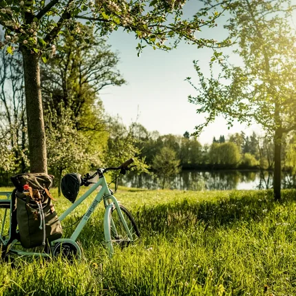 Fiets leunt tegen boom in groen park op zonnige dag