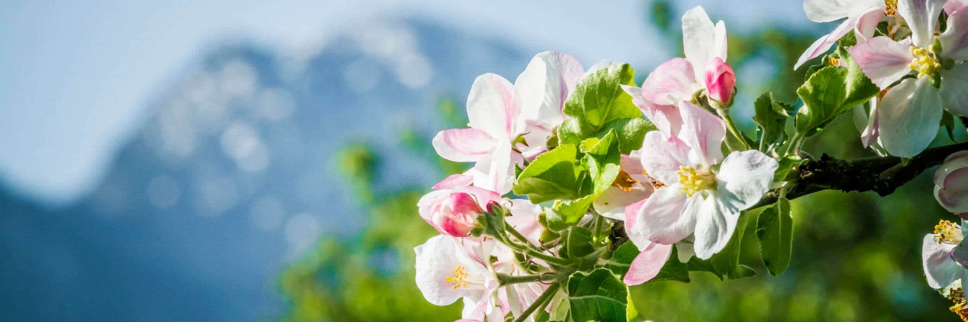 Blühender Ast mit Bergen im unscharfen Hintergrund