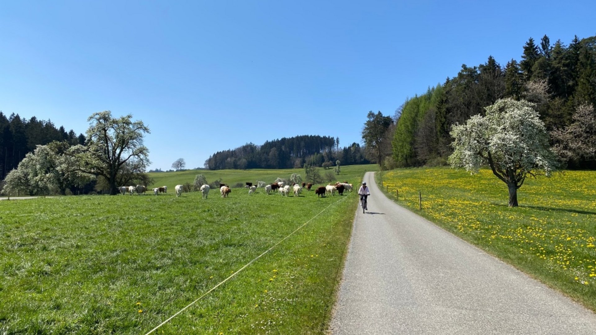 Cyclist riding on country road beside pasture with cows and blooming trees