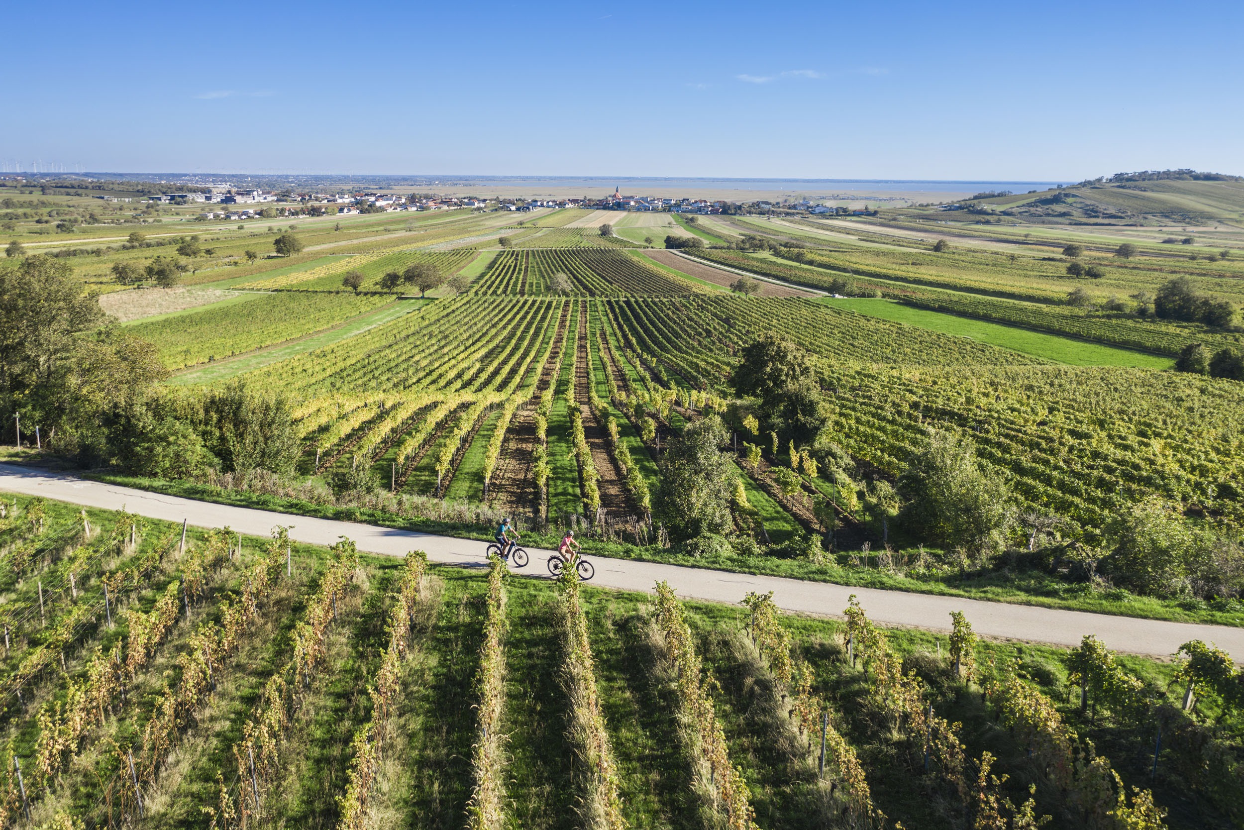 Fahrradfahrer auf Weg durch grüne Weinberge unter blauem Himmel