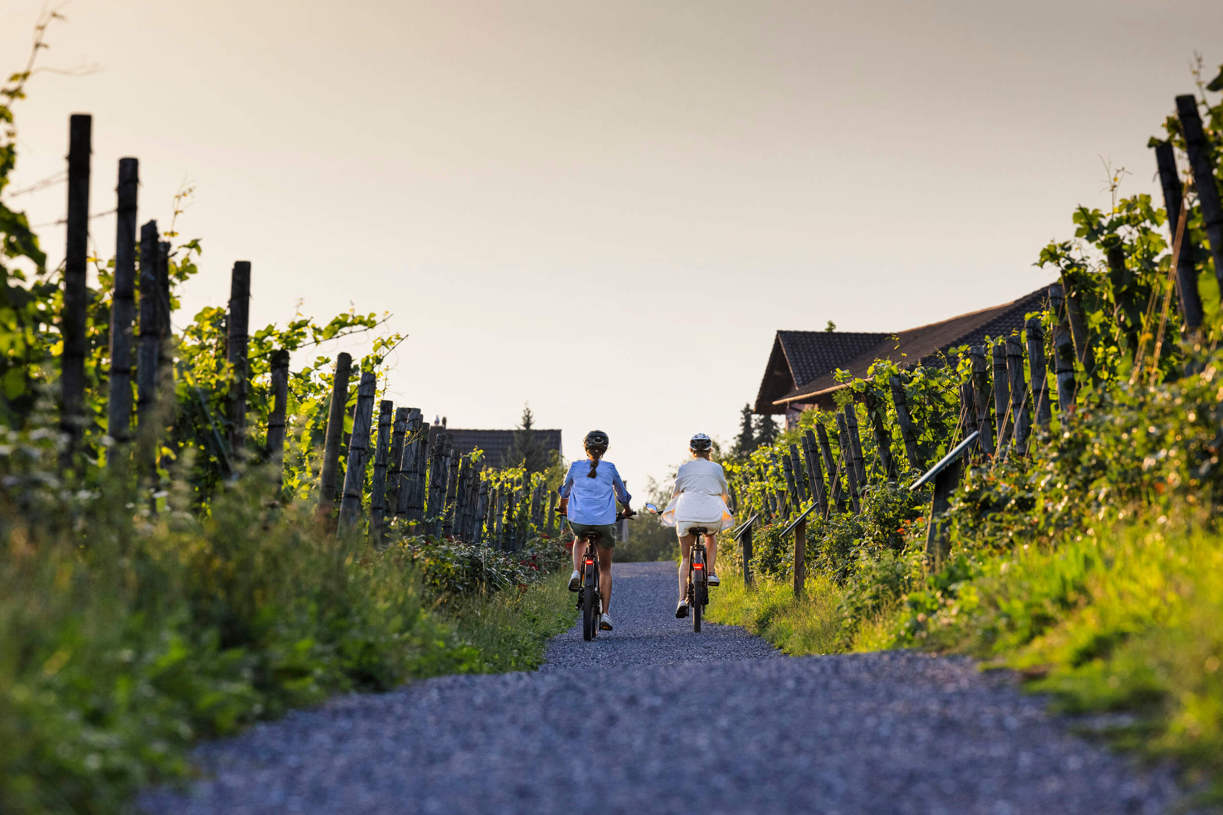 Zwei Personen radeln auf einem Weg durch einen grünen Weinberg bei Sonnenuntergang