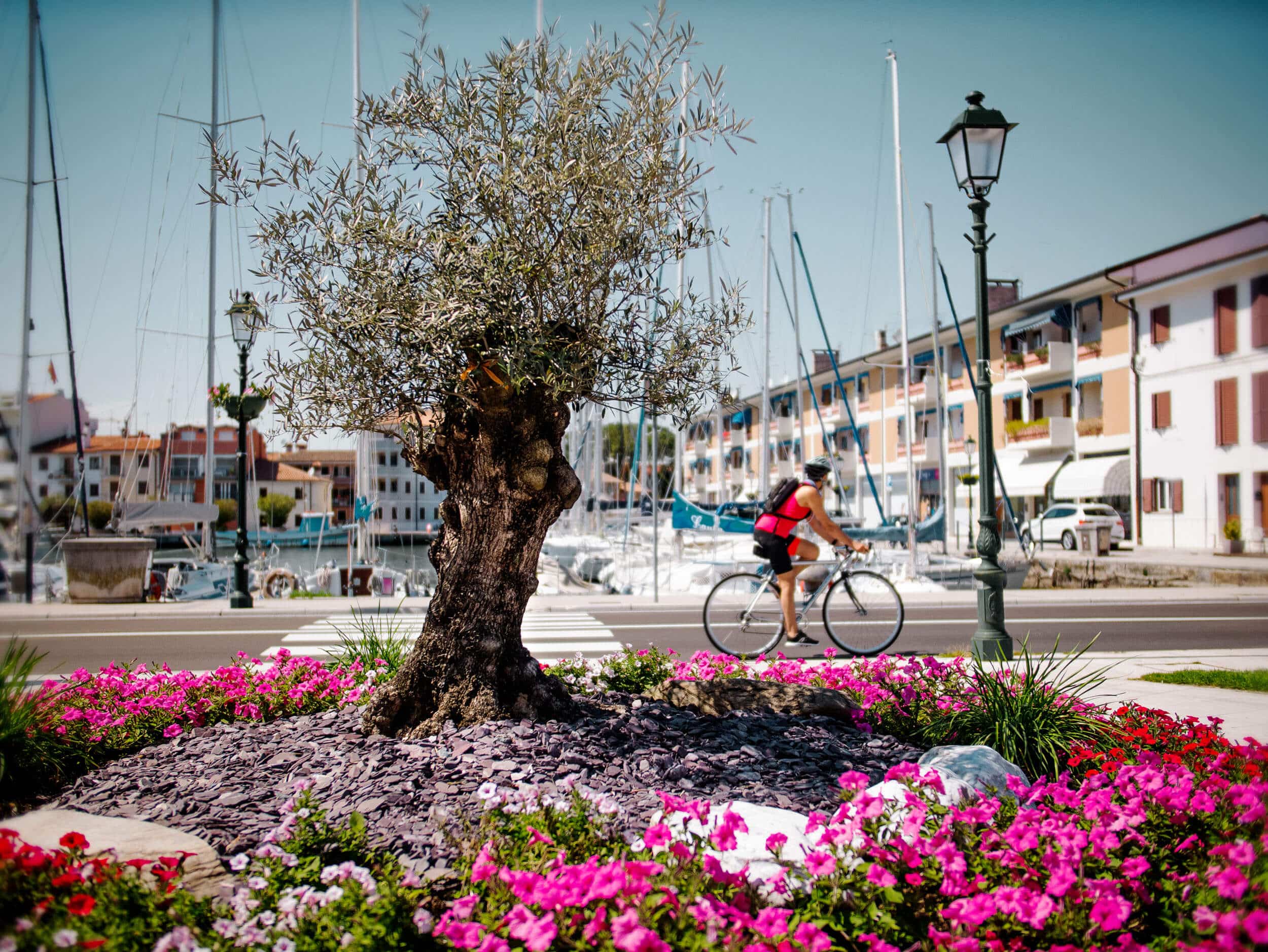Alter Baum in Blumenbeet mit Fahrradfahrer vor Hafen und Gebäuden