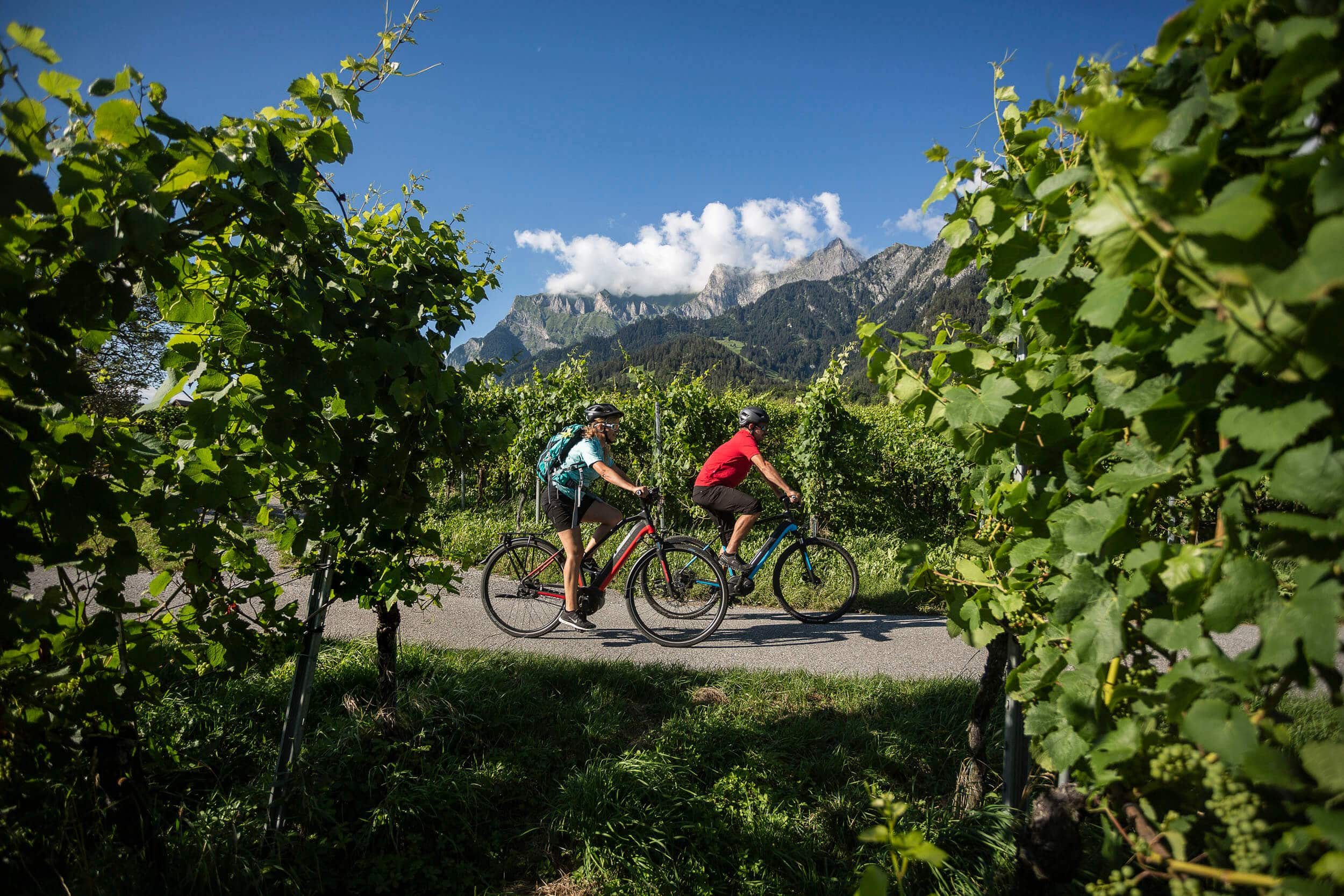 Zwei Radfahrer fahren durch Weinreben vor Bergkulisse