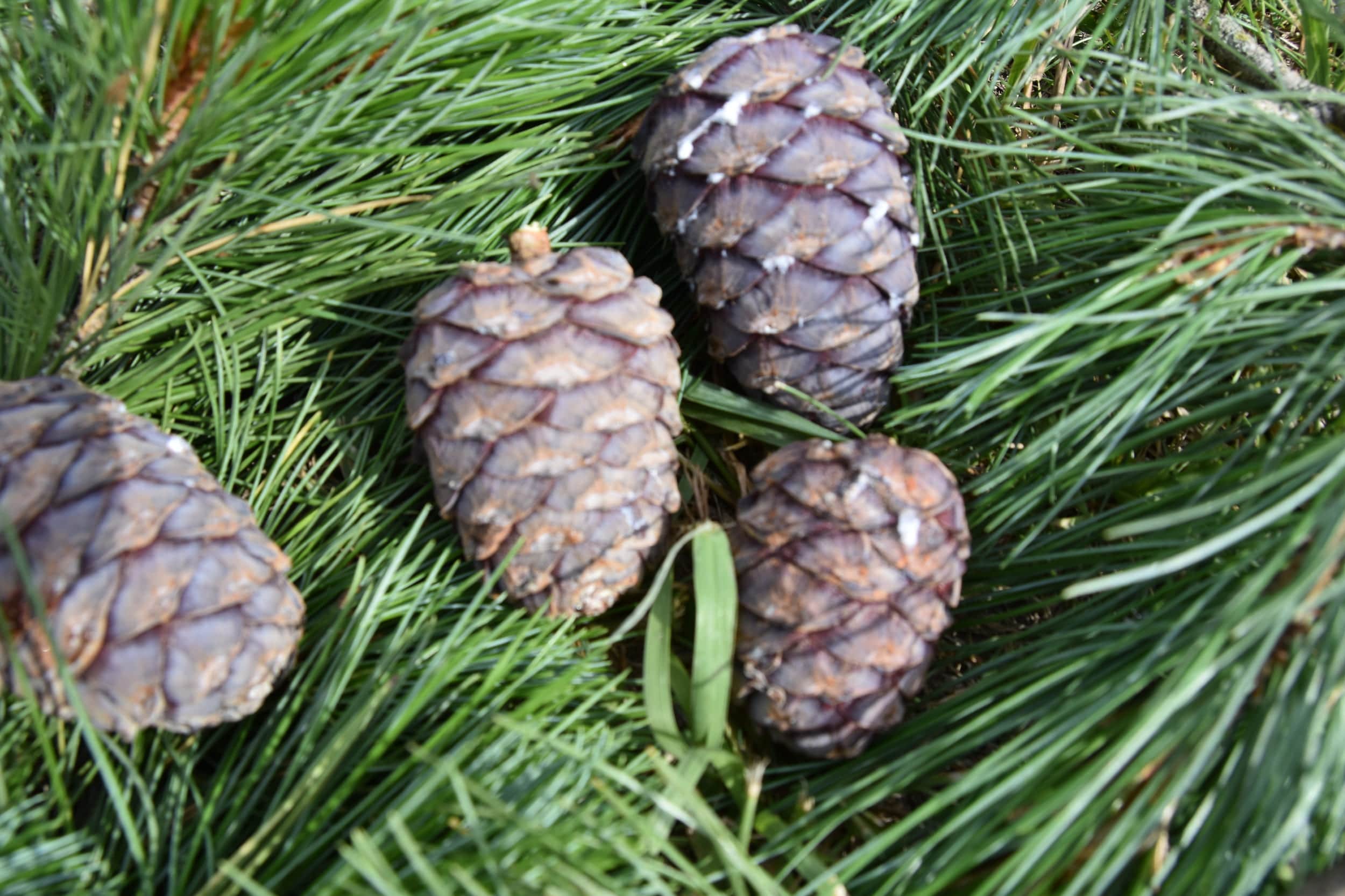 Pine cones resting on green pine needles