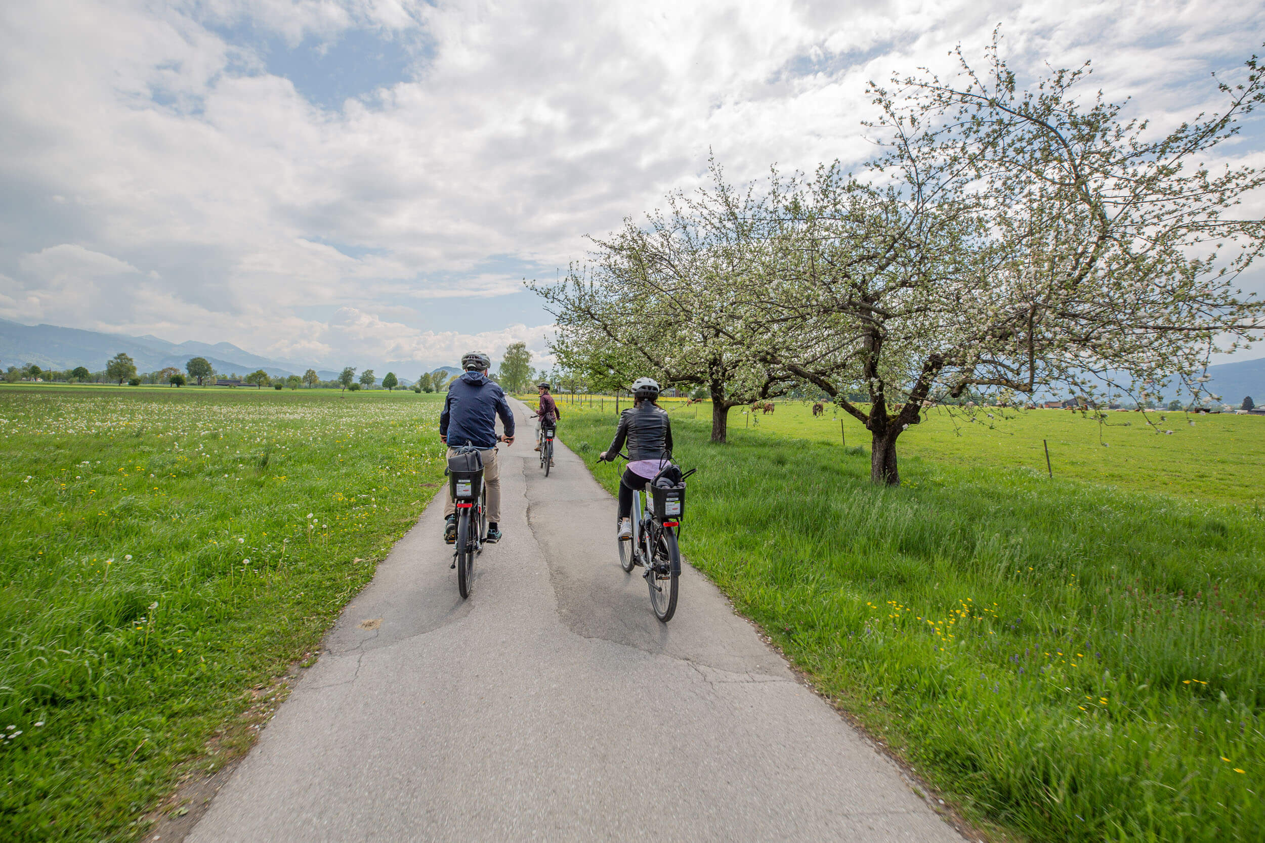 Drei Radfahrer auf Landstraße mit blühenden Bäumen und grünen Feldern