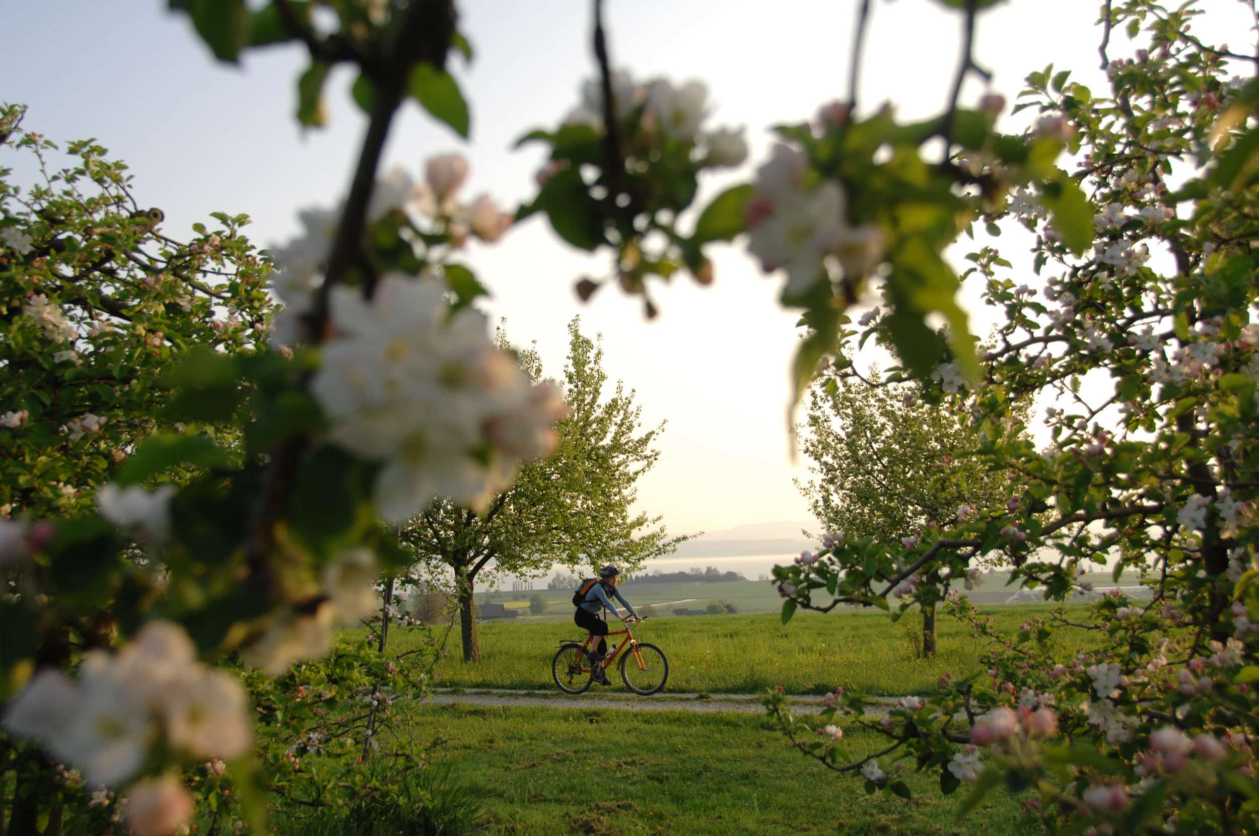 Radfahrer auf einem Weg zwischen blühenden Bäumen im Grünen