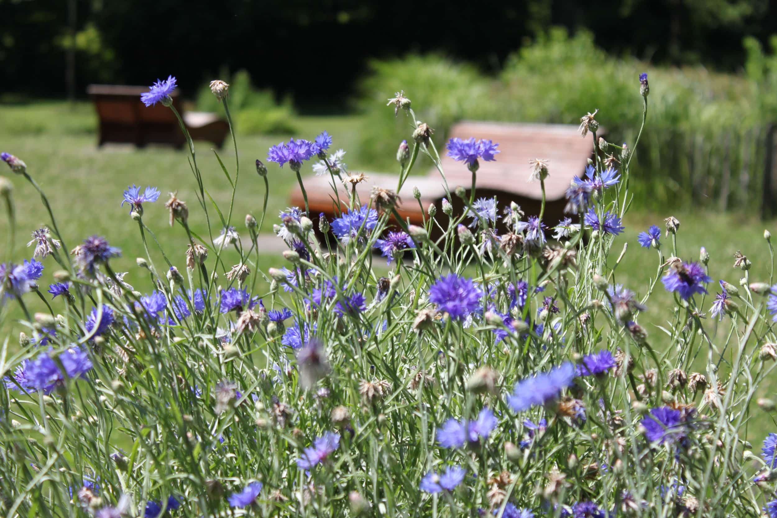 Blaue Wildblumen im Vordergrund mit zwei Holzbänken im Park