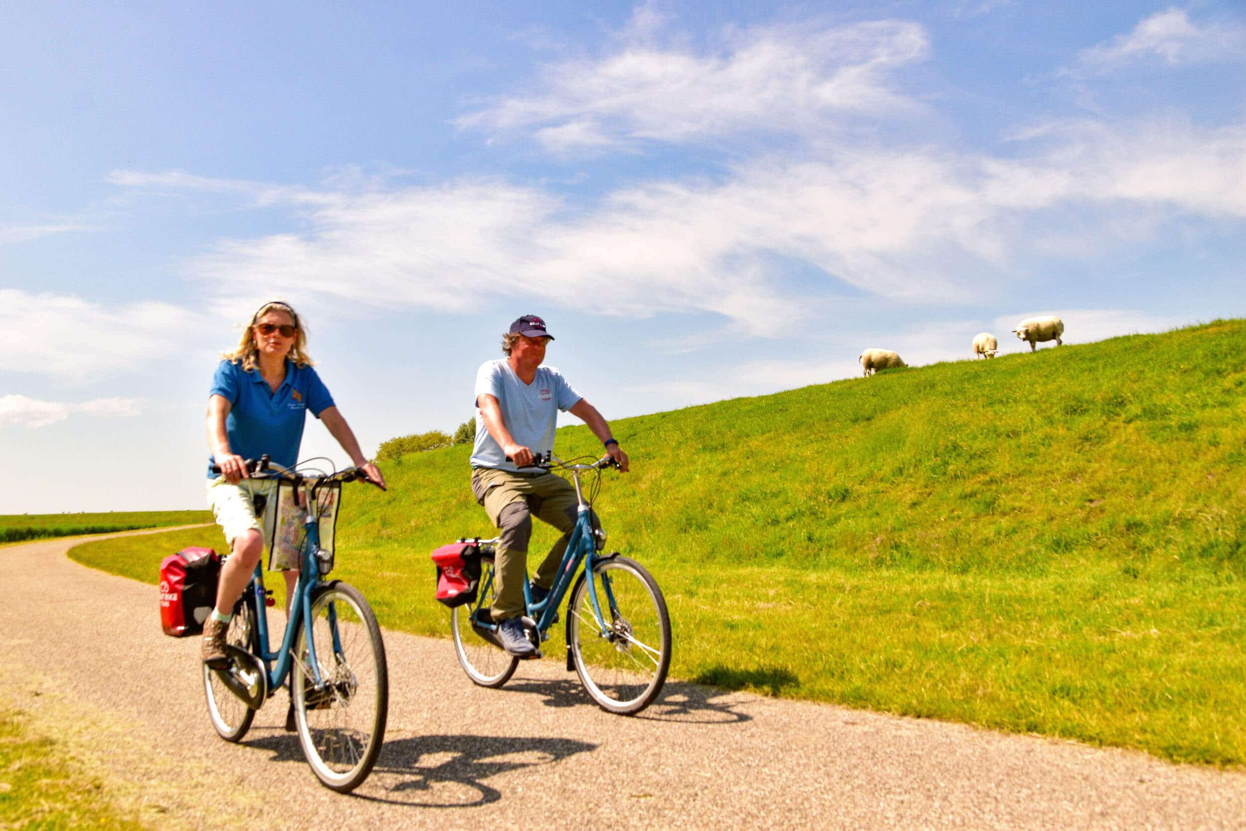 Zwei Personen radeln auf Landstraße neben grünem Hügel mit Schafen