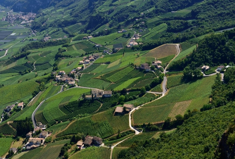 Weinberge © Südtiroler Unterland