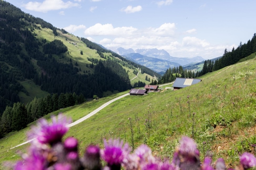 Almwiesen © Kitzbüheler Alpen