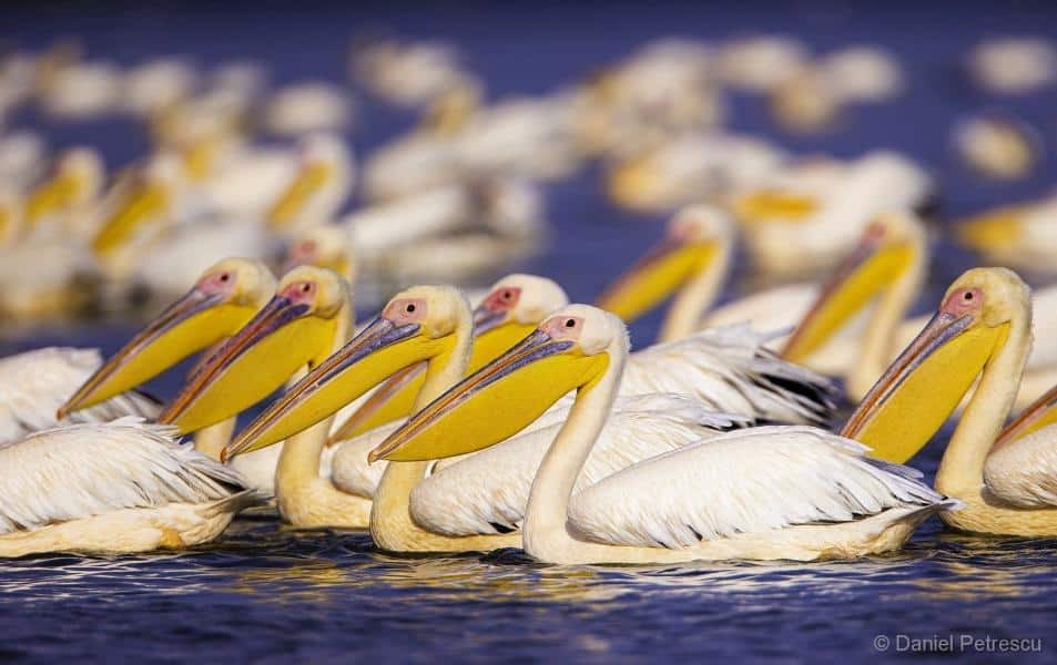 Pelikanschwarm im Wasser des Donaudeltas © Daniel Petrescu - ATU