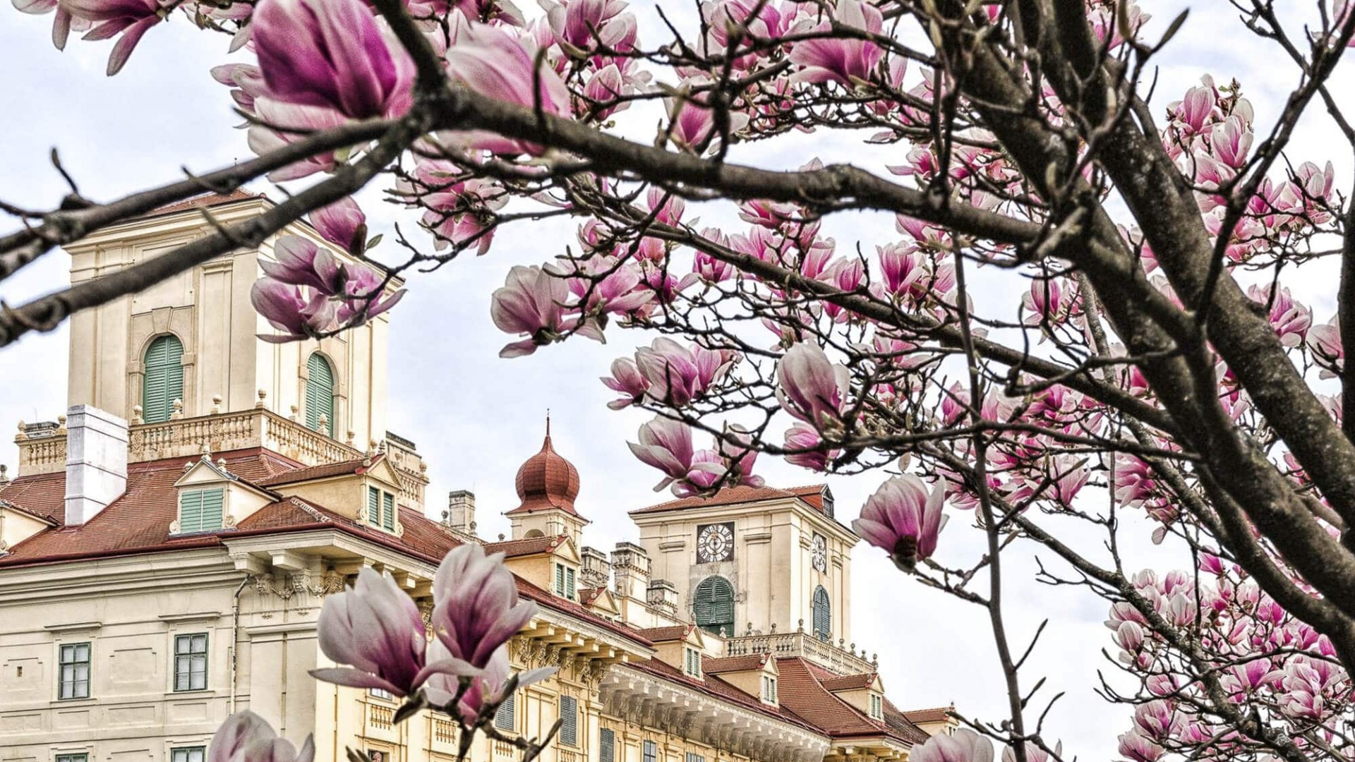 Frühling © Burgenland Tourismus Birgit Machtinger