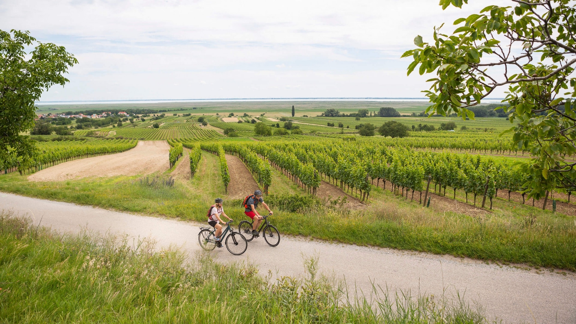Fahrradtour durch die Weinberge im Burgenland © Velontour