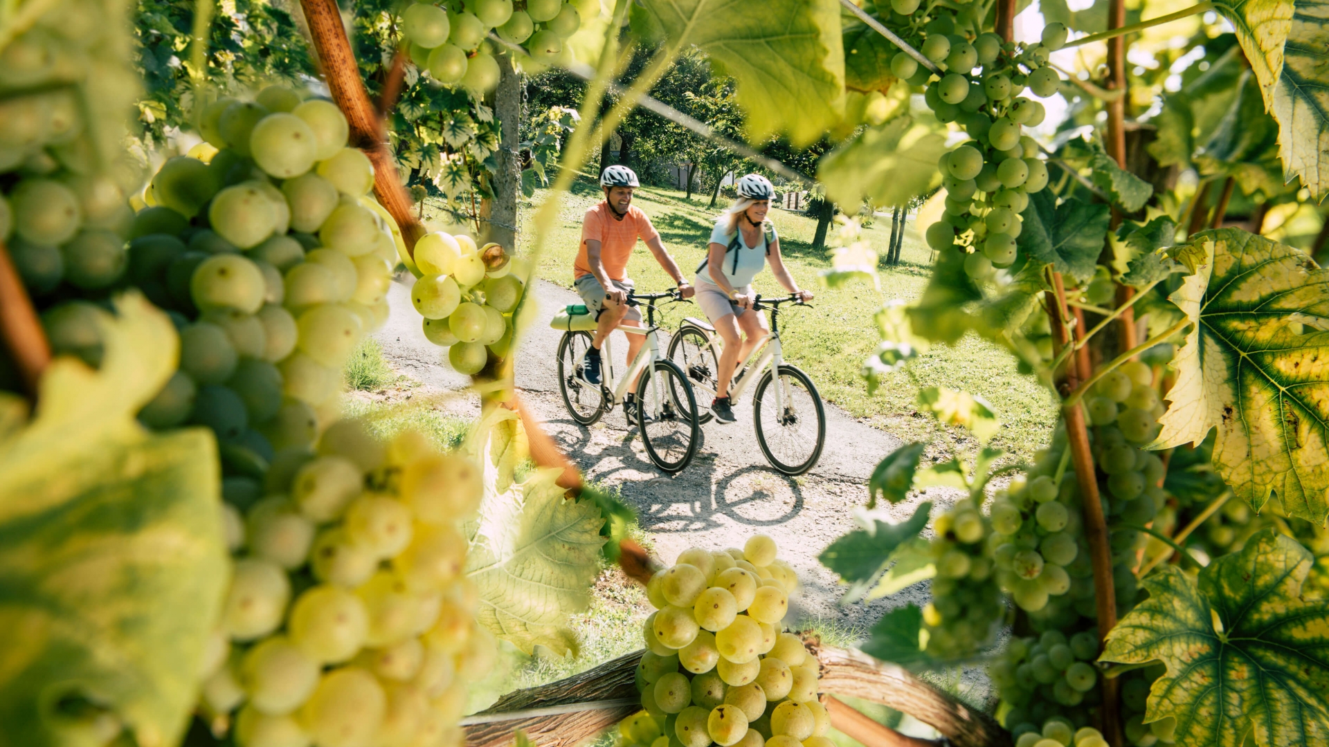 Weingärten Radfahren © Oststeiermark Tourismus, Bernhard Bergmann