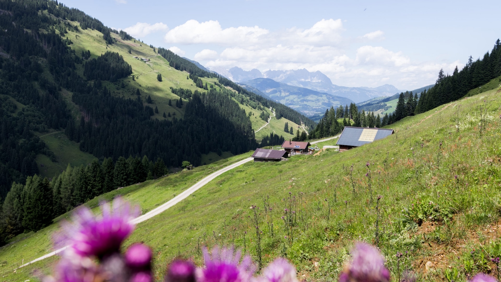 Almwiesen © Kitzbüheler Alpen
