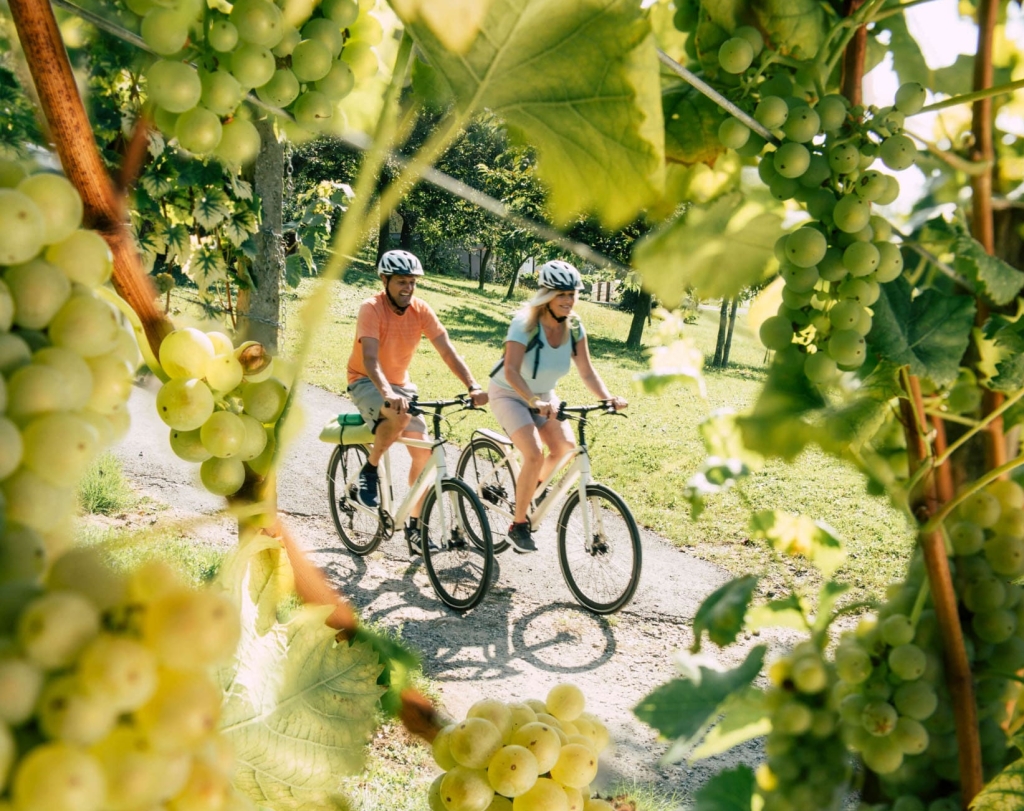 Weingärten Radfahren © Oststeiermark Tourismus, Bernhard Bergmann