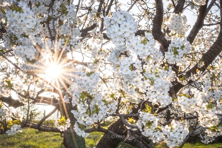 Kaki route Brda cherries in blossom © zoso fotos