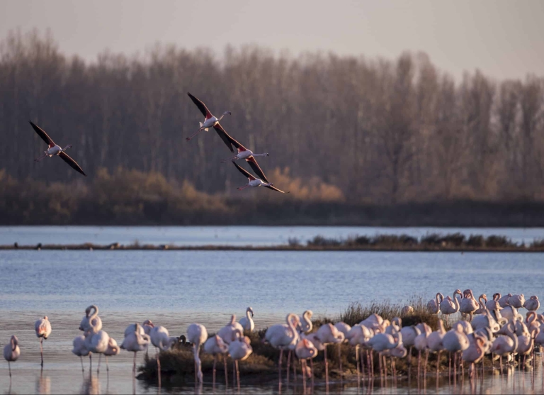 Flamingos in Valle Cavanata © Ivan Regolin